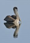 Brown pelican nuotare in acqua con riflesso — Foto stock