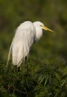 White great egret perched on green tree foliage. — Stock Photo