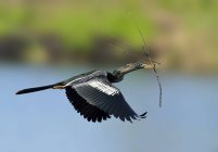 Anhinga pássaro de água transportando galho no bico enquanto voa sobre o lago — Fotografia de Stock