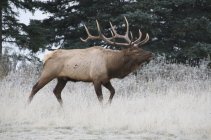 Wild wapiti elk walking through frost-covered grass at forest of Jasper National Park, Alberta, Canada — Stock Photo