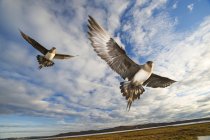 Паразитарних jaegers, захищаючи гніздування в польоті, Нунавут, Канада — стокове фото