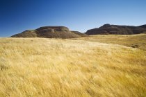 Prateria soffiata dal vento erba e rocce alla luce del sole, Grasslands National Park — Foto stock
