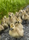 Grande gruppo di goslings sulla riva del lago, primo piano — Foto stock