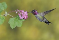 Maschio Anna Hummingbird che vola e si nutre a fiore, primo piano . — Foto stock