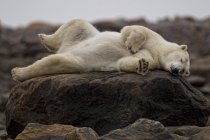 Oso polar tumbado y relajado en las rocas en Churchill, Manitoba, Canadá - foto de stock