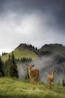 Black-tailed deer grazing in misty Blue Mountain, Olympic National Park, Washington, USA — Stock Photo