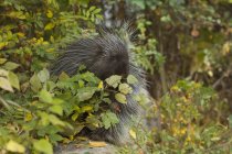 Porcupine nibbling on wild rose hips in autumn, Montana, USA — Stock Photo