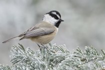 Mountain chickadee perched on snowy branch in forest near Albuquerque, New Mexico, United States of America. — Stock Photo