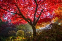 Fogliame autunnale nel giardino giapponese, Butchart Gardens, Brentwood Bay, Columbia Britannica, Canada — Foto stock