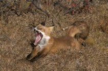 Bâillement et étirement du renard roux sauvage dans un champ sec . — Photo de stock