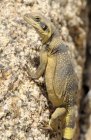 Загальні chuckwalla ящірка Джошуа дерева парк, Каліфорнія, США — стокове фото