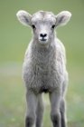 Vista frontal do cordeiro de ovelha bighorn olhando na câmera ao ar livre . — Fotografia de Stock