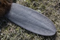 Крупный план хвоста бобра на сухой траве . — стоковое фото
