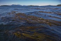 Algas em Haro Strait, Sidney, British Columbia, Canadá — Fotografia de Stock