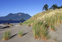 Dunes de sable et herbe de l'île Whaler, baie Clayoquot, île de Vancouver, Colombie-Britannique, Canada . — Photo de stock