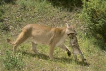 Female cougar carrying kitten on green meadow. — Stock Photo