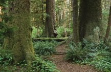 Abetos de Sitka crescendo em Stoltman Grove em Carmanah Valley, Vancouver island, British Columbia, Canadá . — Fotografia de Stock