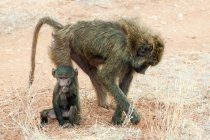 Olive baboon foraging with newborn baby animal in Kenya, East Africa — Stock Photo