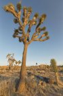 Joshua Bäume bei Sonnenuntergang, joshua tree Nationalpark, Kalifornien, Vereinigte Staaten — Stockfoto