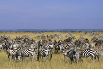 Branco di zebre di pianura in migrazione sulle praterie delle pianure del Serengeti, Africa orientale, Kenya — Foto stock