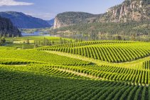 Campos de vinha e rio Okanagan no vale de Okanagan, Colúmbia Britânica, Canadá . — Fotografia de Stock