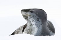 Leopard seal resting on pack ice, Pleneau Island, Antarctic Peninsula, Antarctica — Stock Photo