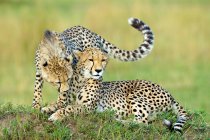 Two cheetahs resting on termite mound in Masai Mara Reserve, Kenya, East Africa — Stock Photo