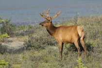 Wild elk standing on meadow at Jasper National Park, Alberta, Canada — Stock Photo