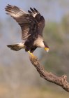 Crested caracara perching on dry wooden branch. — Stock Photo
