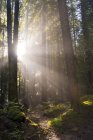 Sonnenstrahlen im Wald der westlichen Schierlinge in alice lake provincial park, vancouver, canada — Stockfoto