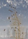 Águias empoleiradas em árvores cobertas de neve perto de Enderby, British Columbia, Canadá . — Fotografia de Stock