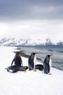 Re pinguini in piedi e sdraiato sulla riva innevata dell'isola della Georgia del Sud, Antartide — Foto stock