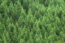 Abeto y cicuta reforestados en ladera, Columbia Británica, Canadá . - foto de stock