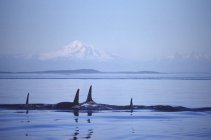 Ballenas asesinas nadando frente a las montañas, Isla Vancouver, Columbia Británica, Canadá
. - foto de stock