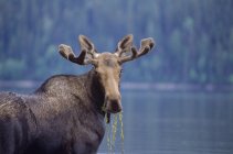 Giovane alce toro mangiare erba a Bowron Lake Provincial Park, British Columbia, Canada . — Foto stock