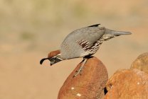 Gambels quail standing on arid rocks and looking down. — Stock Photo