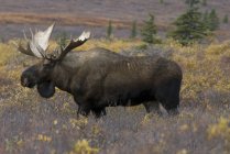 Лося Bull стоячи в тундрі Denali National Park, Аляска, США — стокове фото