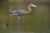 Pájaro garza rojiza vadeando en el agua - foto de stock