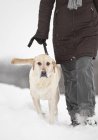 Cropped view of woman walking dog on snowy winter field. — Stock Photo