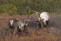 Barren-ground caribou bulls sparring in tundra habitat of Denali National Park, Alaska, USA — Stock Photo