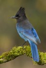 Blue-feathered Steller jay bird perching on mossy branch, close-up. — Stock Photo