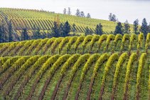 Vineyard on hills with Vaseux Lake in Okanagan valley of British Columbia, Canada. — Stock Photo