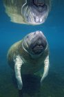 Флоридский ламантин, купающийся под водой в Кристал Ривер, Флорида, США — стоковое фото