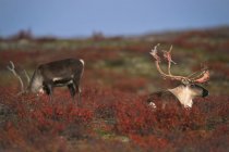 Barren-ground caribou bulls shedding antlers on autumnal tundra, Northwest Territories, Canada — Stock Photo