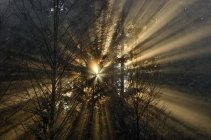 Солнечный удар сквозь деревья парка Маунт-Сеймур, Британская Колумбия, Канада — стоковое фото