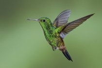 Copper-rumped hummingbird flying in Trinidad and Tobago. — Stock Photo