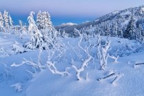 Árvores cobertas de neve e paisagem do Parque Provincial Mount Seymour, British Columbia, Canadá — Fotografia de Stock