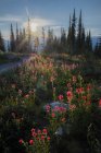 Pinceau indien fleurs sauvages, parc national du Mont-Revelstoke, Selkirk Mountains, Colombie-Britannique, Canada — Photo de stock