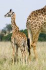 Giraffe mit Kalb im Grasland des Masai Mara Reservats, Kenia, Ostafrika — Stockfoto
