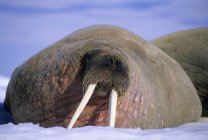 Atlantisches Walross bummelt auf Packeis, Spitzbergen-Archipel, arktisches Norwegen — Stockfoto